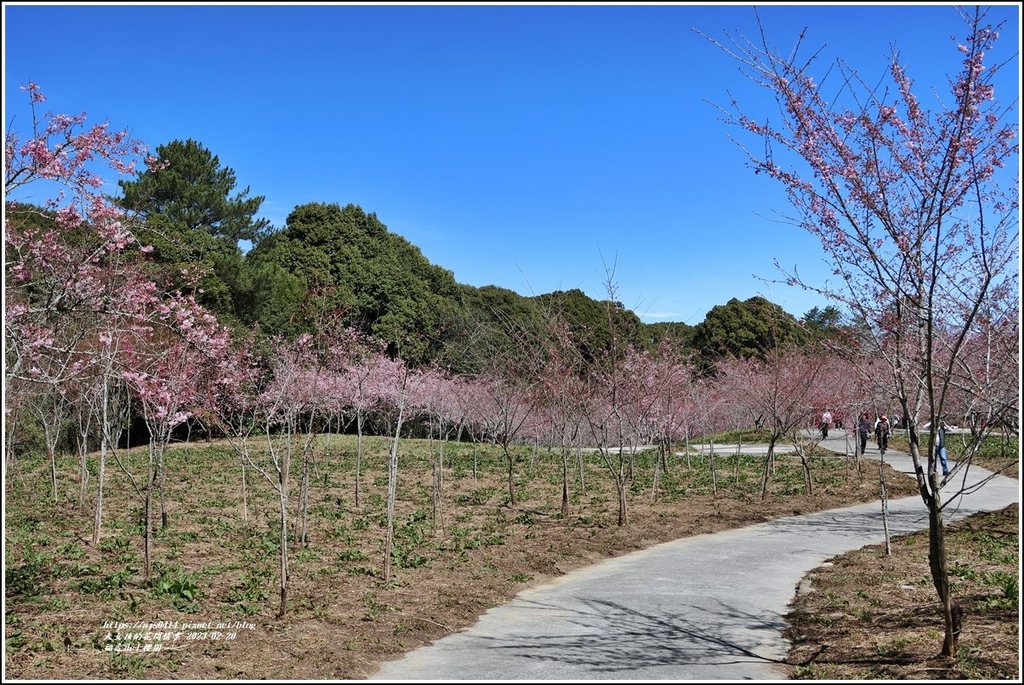 福壽山千櫻園-2023-02-152.jpg