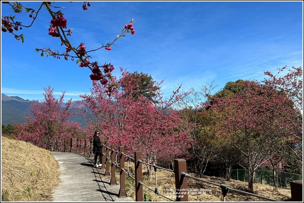 福壽山千櫻園-2023-02-159.jpg