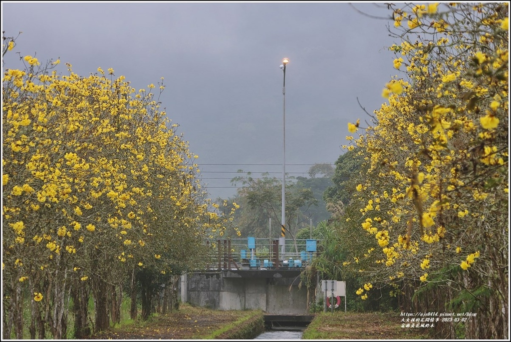 富源黃花風鈴木-2023-03-03.jpg