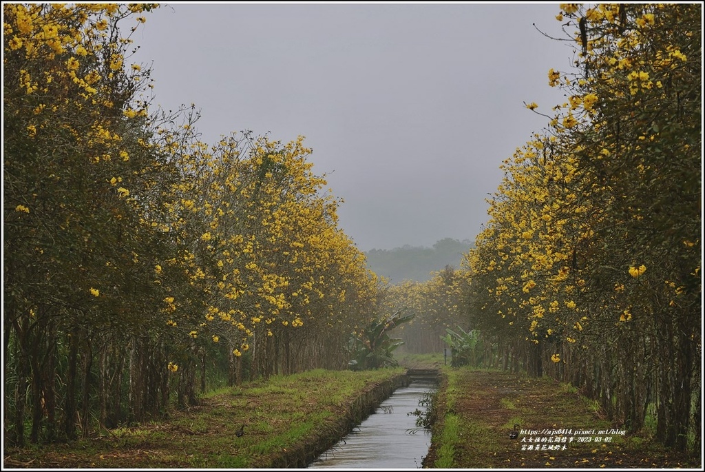 富源黃花風鈴木-2023-03-01.jpg