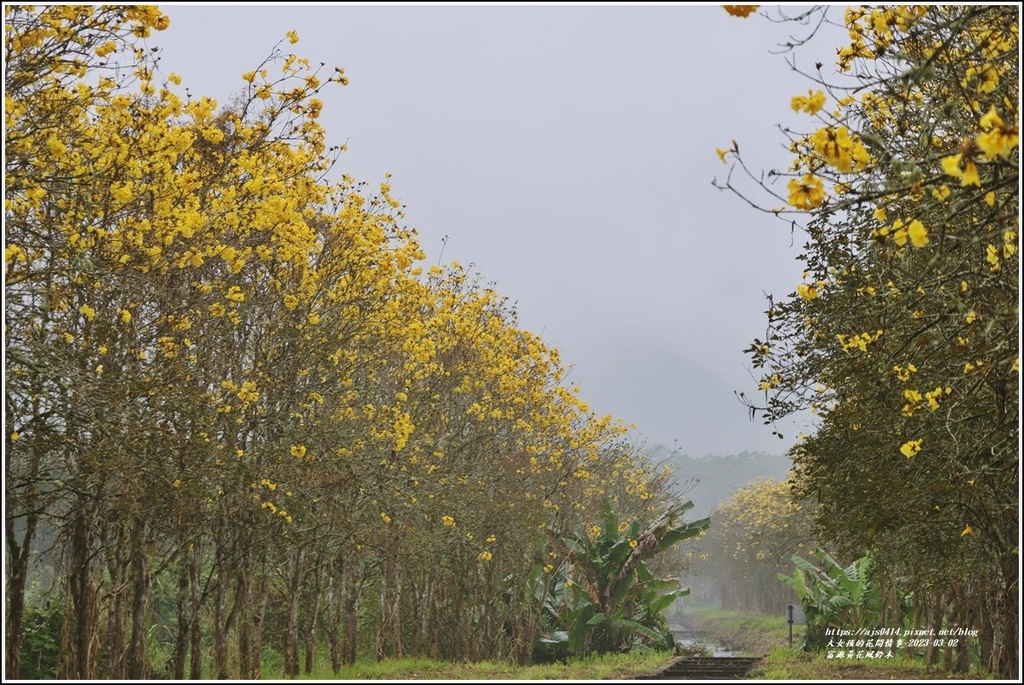 富源黃花風鈴木-2023-03-02.jpg