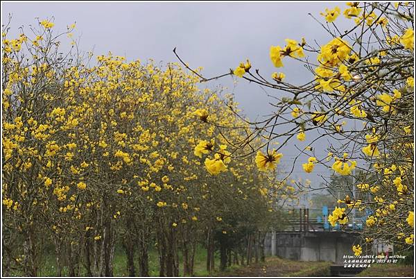 富源黃花風鈴木-2023-03-04.jpg