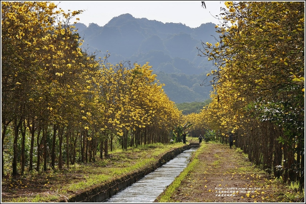 富源黃花風鈴木-2023-03-06.jpg