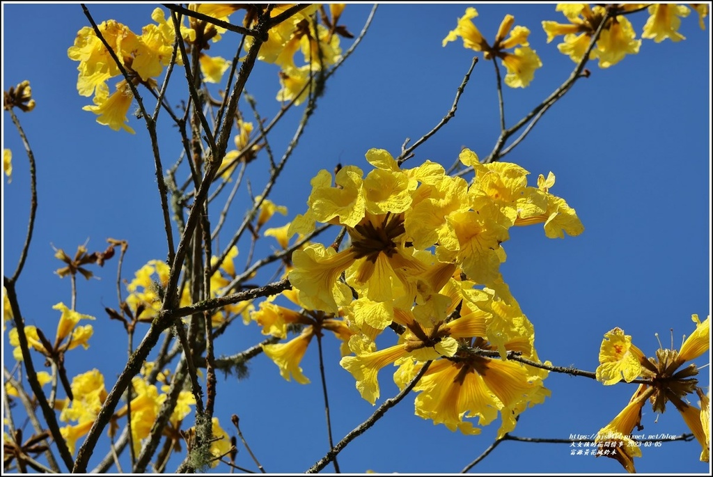 富源黃花風鈴木-2023-03-07.jpg