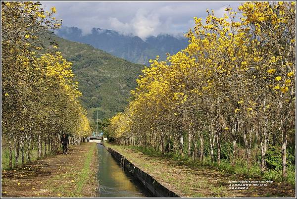 富源黃花風鈴木-2023-03-08.jpg