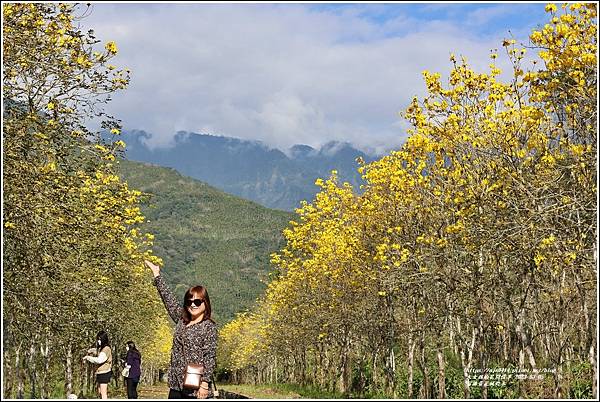 富源黃花風鈴木-2023-03-12.jpg