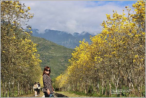 富源黃花風鈴木-2023-03-13.jpg