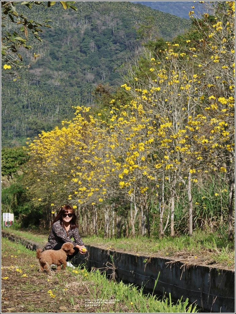 富源黃花風鈴木-2023-03-15.jpg