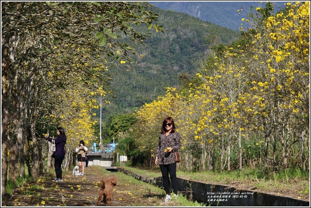 富源黃花風鈴木-2023-03-14.jpg