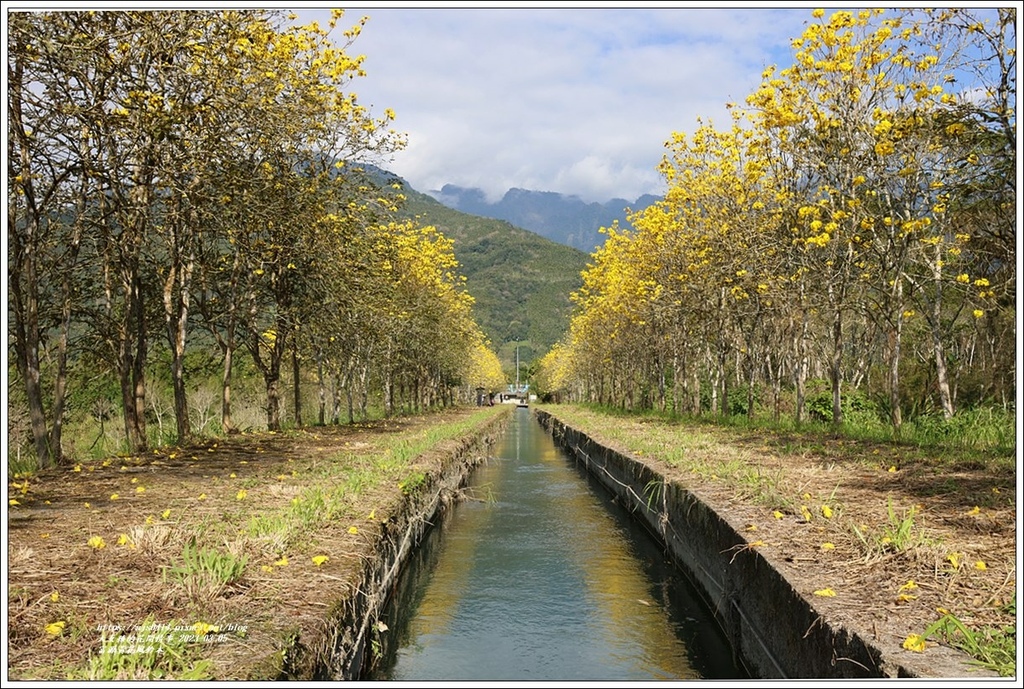 富源黃花風鈴木-2023-03-21.jpg