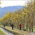 富源黃花風鈴木-2023-03-30.jpg