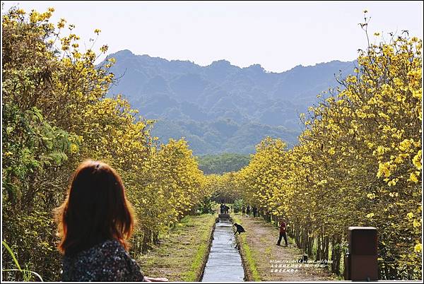 富源黃花風鈴木-2023-03-34.jpg