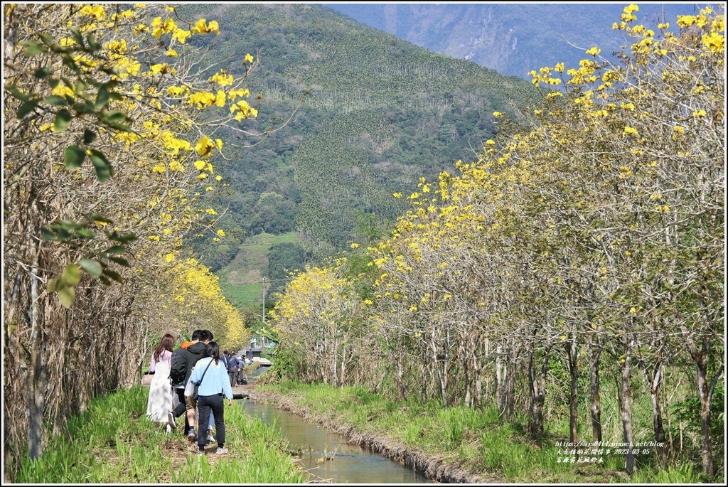 富源黃花風鈴木-2023-03-44.jpg