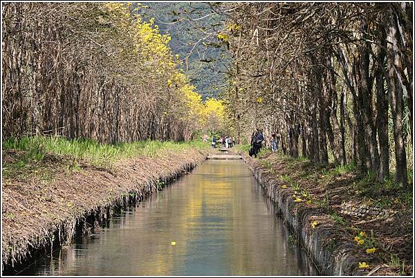 富源黃花風鈴木-2023-03-46.jpg