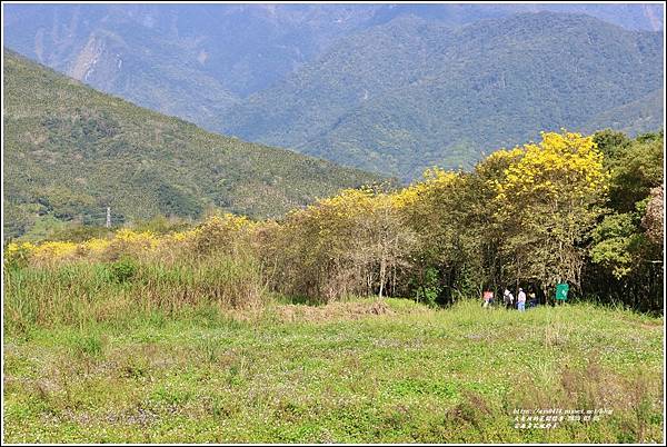 富源黃花風鈴木-2023-03-48.jpg