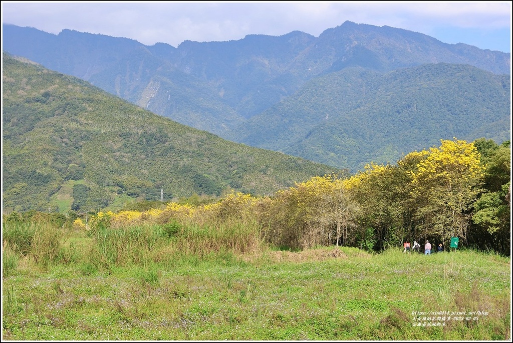 富源黃花風鈴木-2023-03-49.jpg