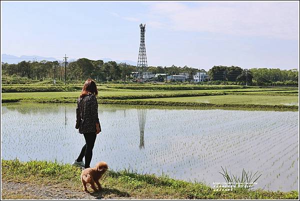 富源黃花風鈴木-2023-03-65.jpg