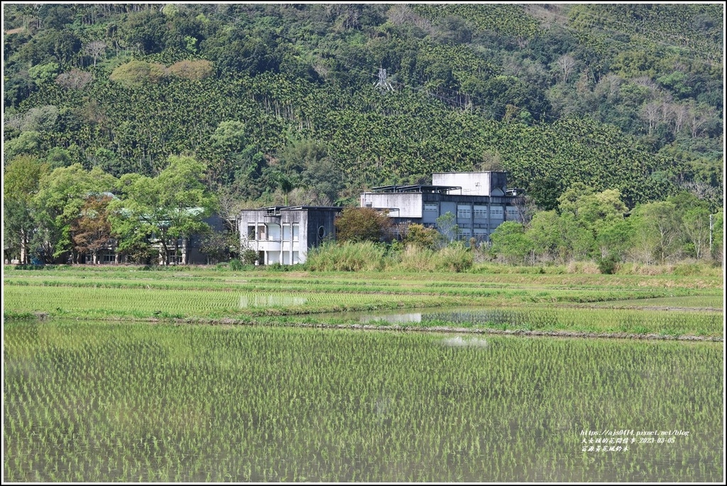 富源黃花風鈴木-2023-03-70.jpg