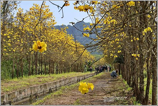 富源黃花風鈴木-2023-03-73.jpg