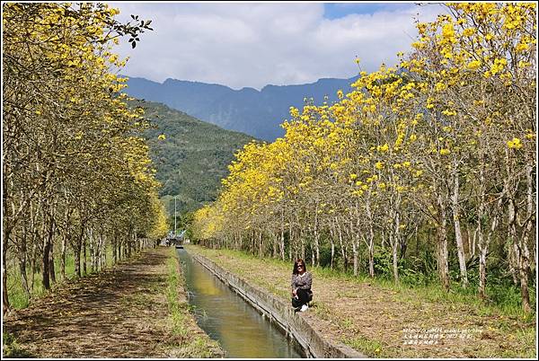 富源黃花風鈴木-2023-03-79.jpg