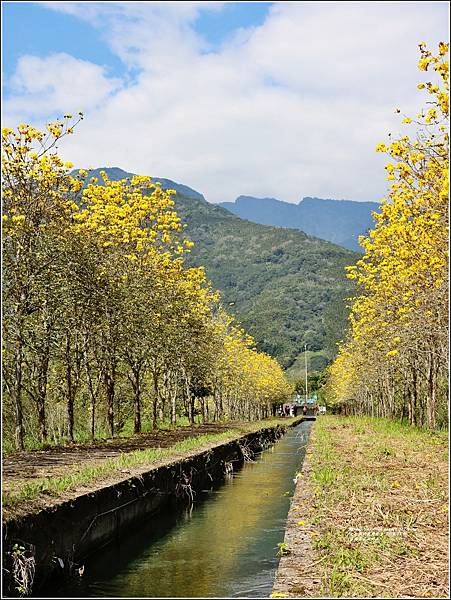 富源黃花風鈴木-2023-03-81.jpg