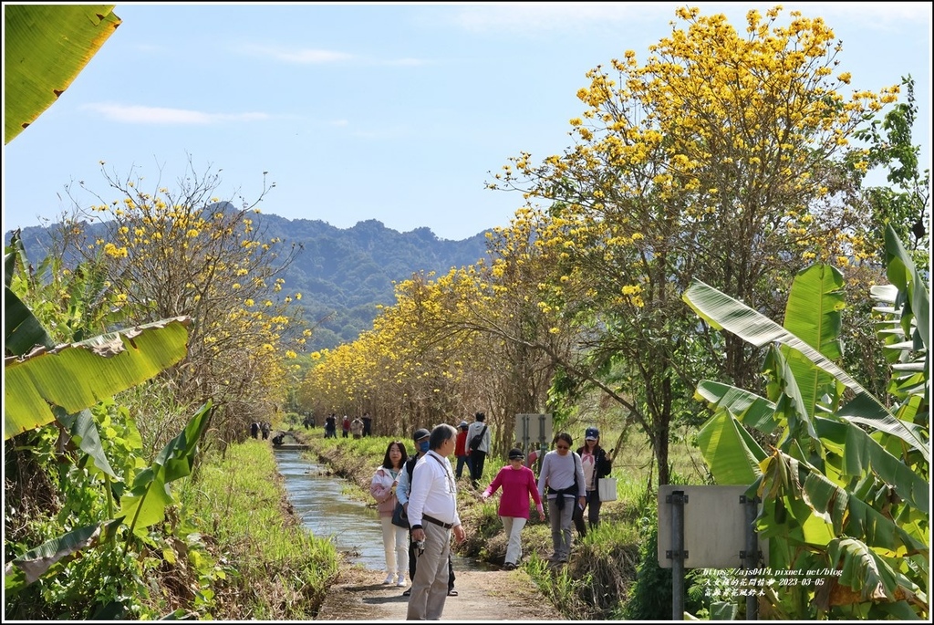 富源黃花風鈴木-2023-03-85.jpg