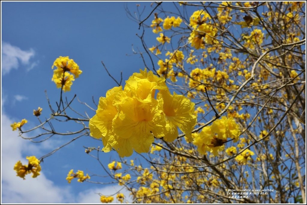 富源黃花風鈴木-2023-03-86.jpg