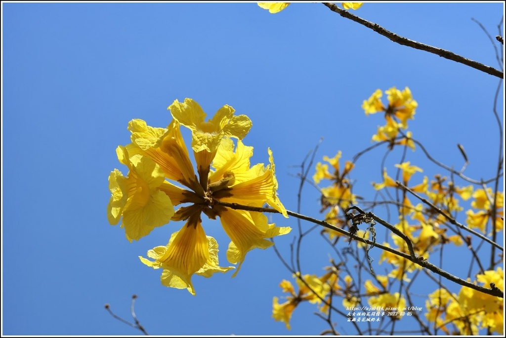 富源黃花風鈴木-2023-03-87.jpg