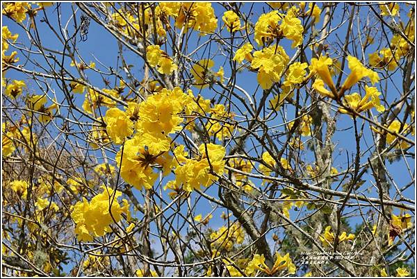 富源黃花風鈴木-2023-03-90.jpg