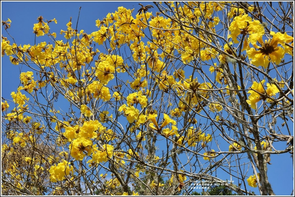 富源黃花風鈴木-2023-03-91.jpg