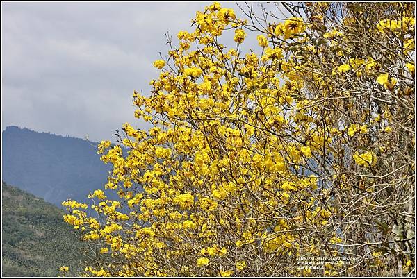 富源黃花風鈴木-2023-03-94.jpg