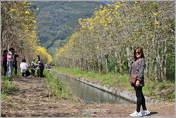 富源黃花風鈴木-2023-03-101.jpg