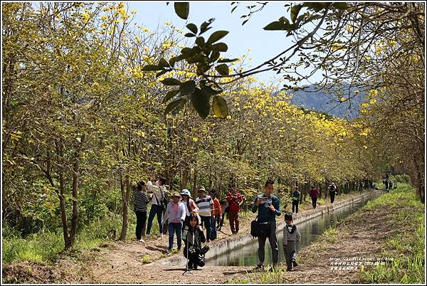 富源黃花風鈴木-2023-03-104.jpg