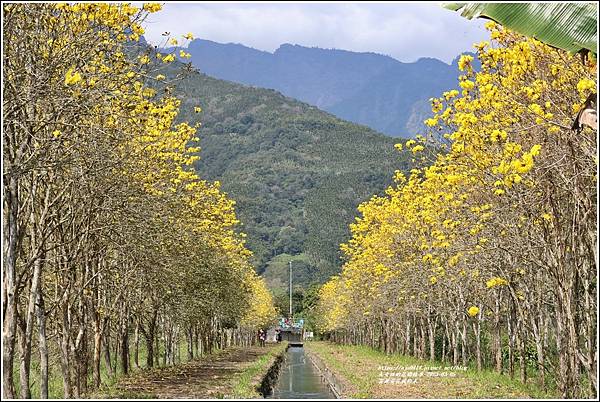 富源黃花風鈴木-2023-03-107.jpg