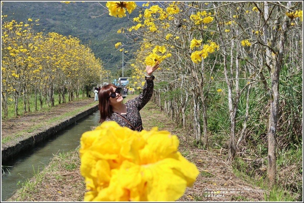 富源黃花風鈴木-2023-03-116.jpg