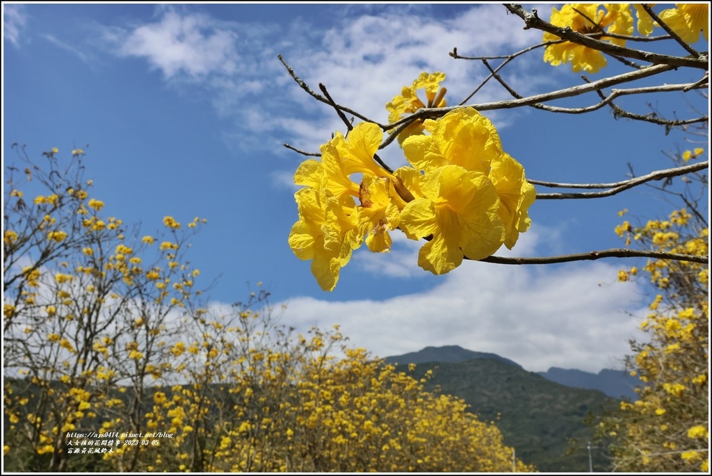 富源黃花風鈴木-2023-03-119.jpg