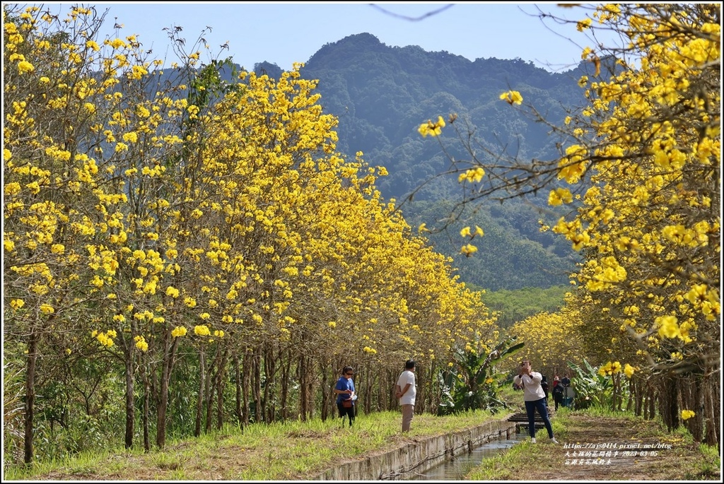 富源黃花風鈴木-2023-03-125.jpg