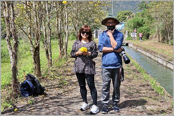 富源黃花風鈴木-2023-03-124.jpg