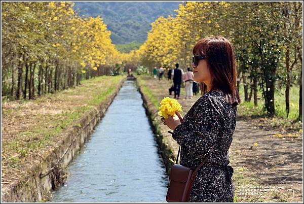 富源黃花風鈴木-2023-03-129.jpg