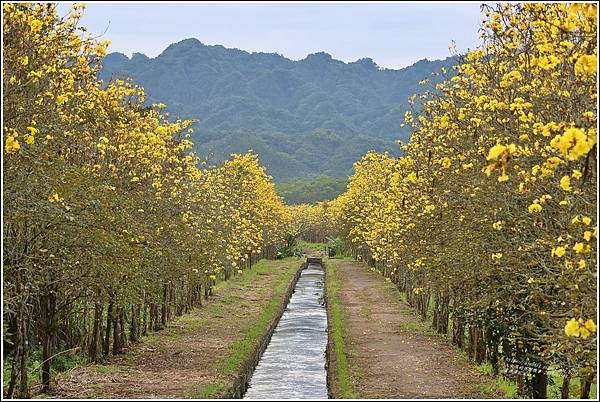 富源黃花風鈴木-2023-03-133.jpg