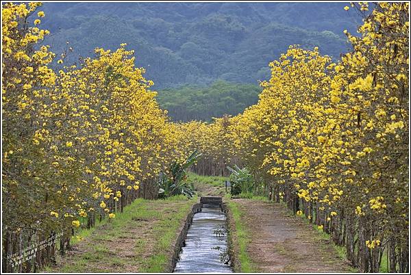 富源黃花風鈴木-2023-03-134.jpg