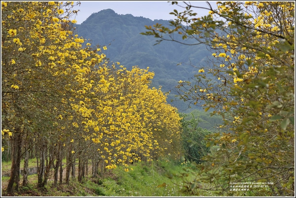 富源黃花風鈴木-2023-03-137.jpg