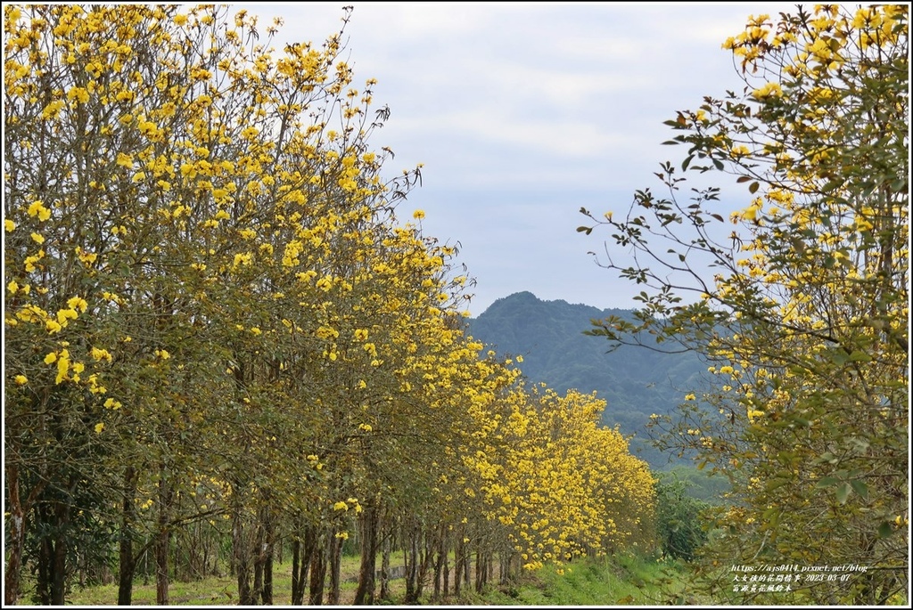 富源黃花風鈴木-2023-03-138.jpg