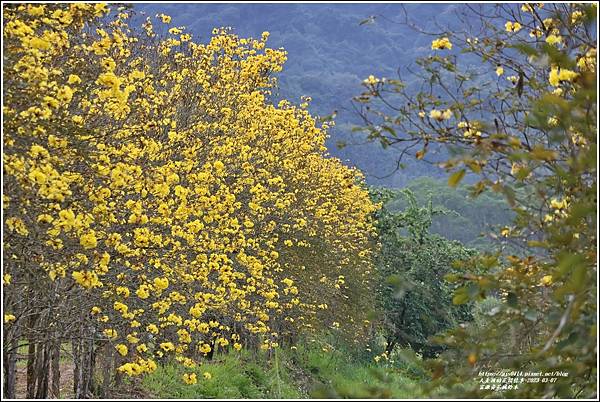 富源黃花風鈴木-2023-03-139.jpg