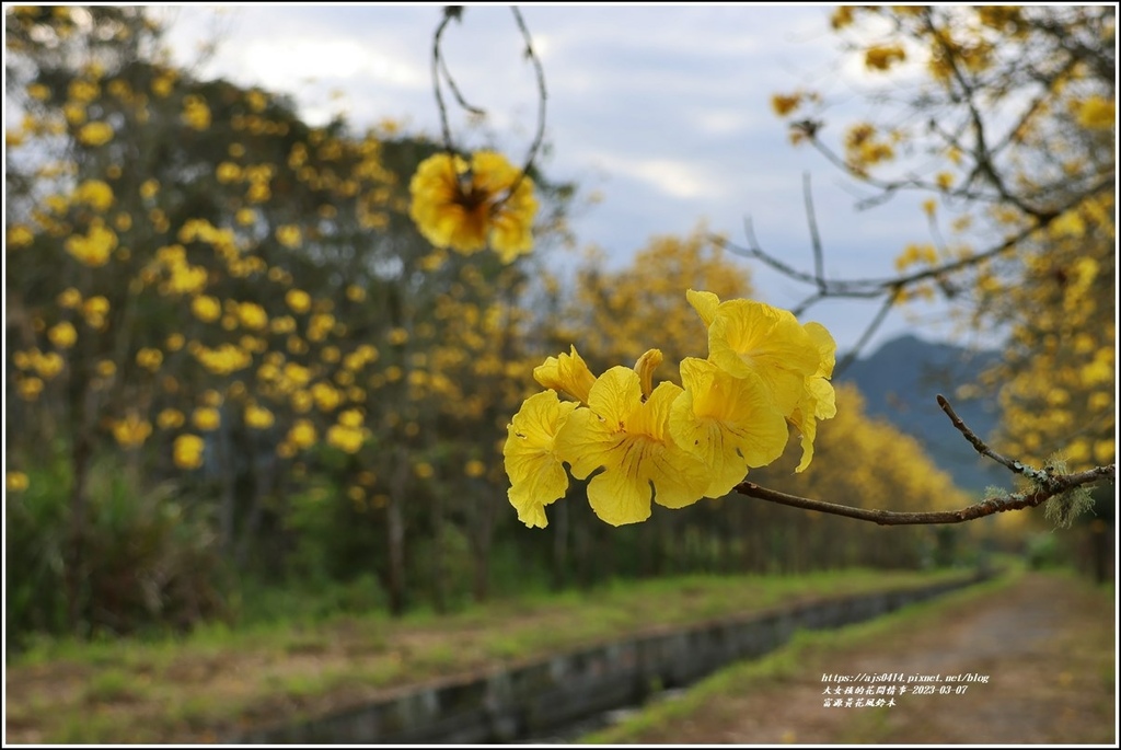 富源黃花風鈴木-2023-03-144.jpg