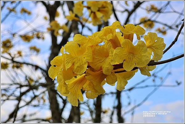 富源黃花風鈴木-2023-03-145.jpg