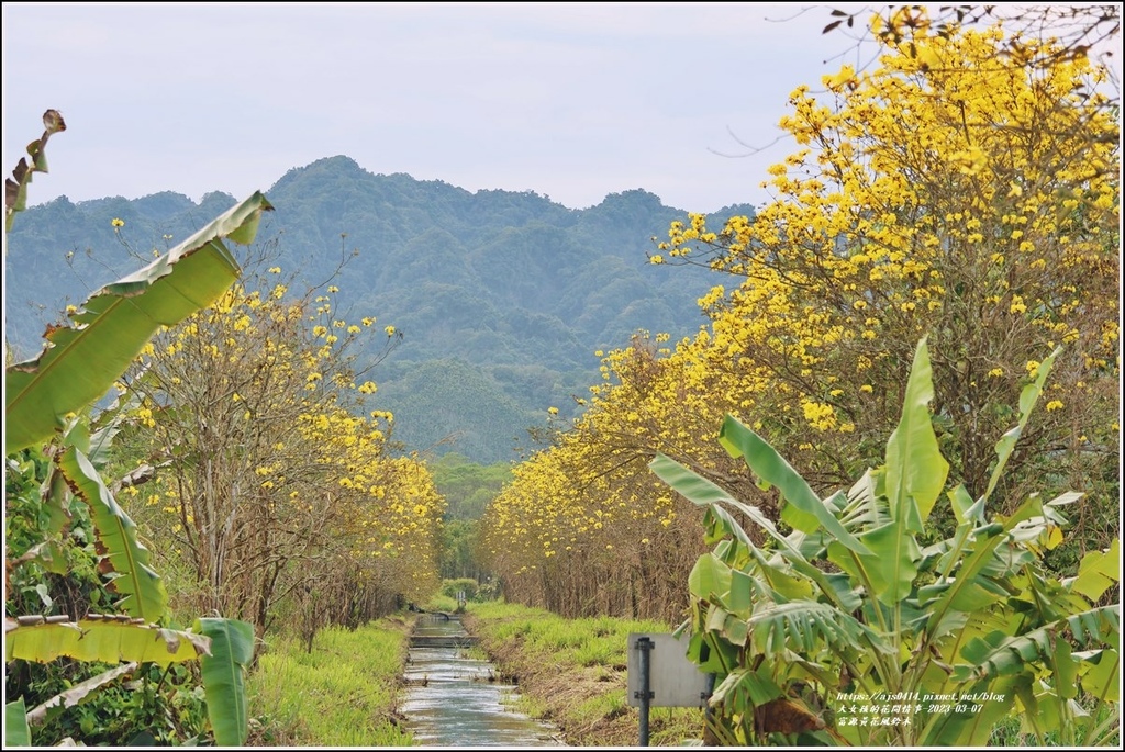 富源黃花風鈴木-2023-03-147.jpg