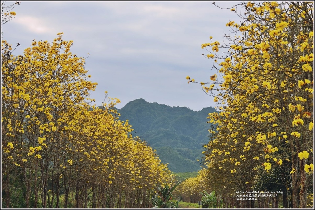 富源黃花風鈴木-2023-03-146.jpg