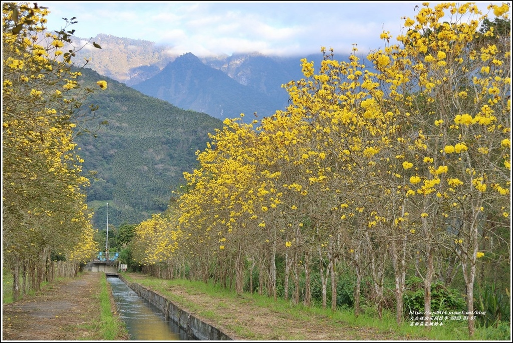 富源黃花風鈴木-2023-03-149.jpg