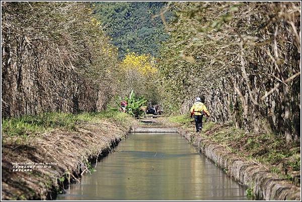 富源黃花風鈴木-2023-02-10.jpg